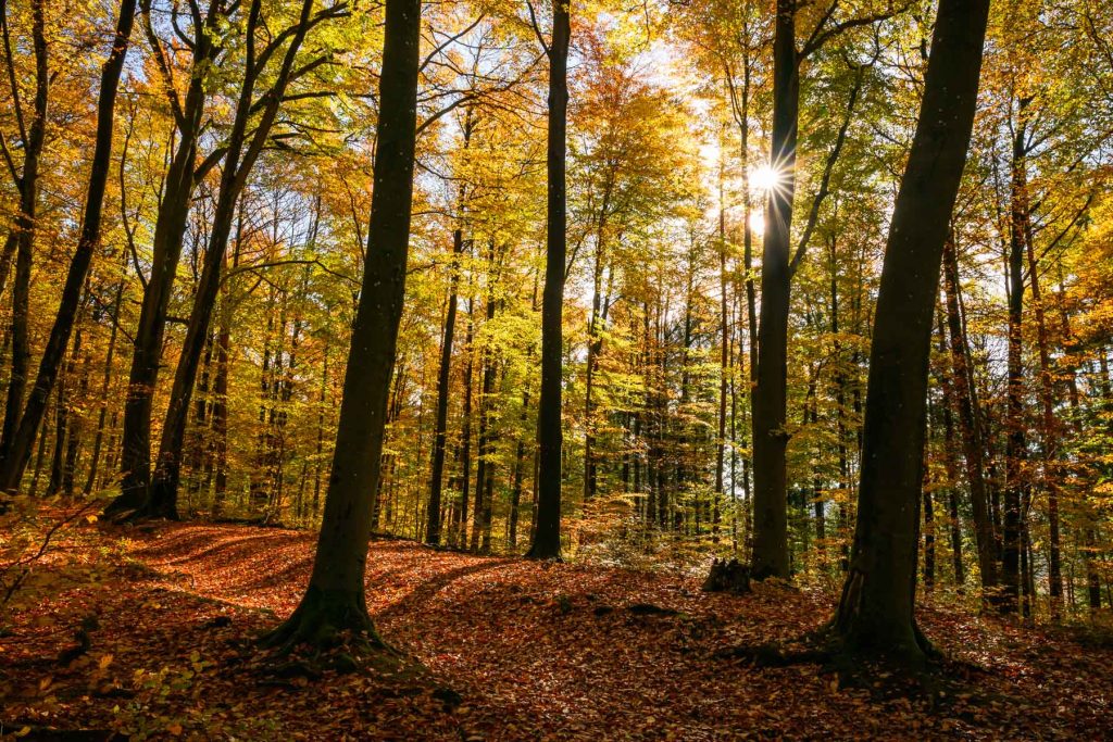herbstfoto im wald