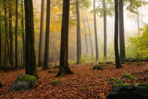 odenwald herbst nebel